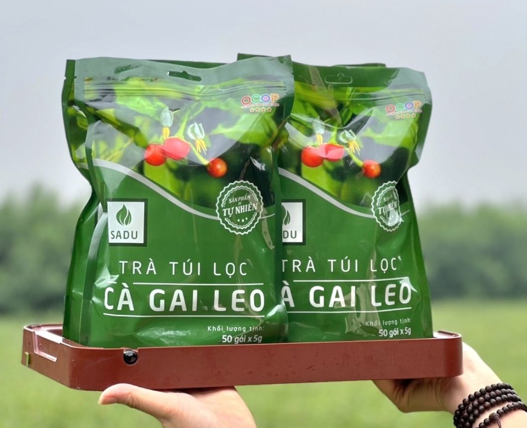 Trà Cà Gai Leo SADU – Giải Pháp Bảo Vệ Gan Tự Nhiên, Hiệu Quả Từ Thiên Nhiên